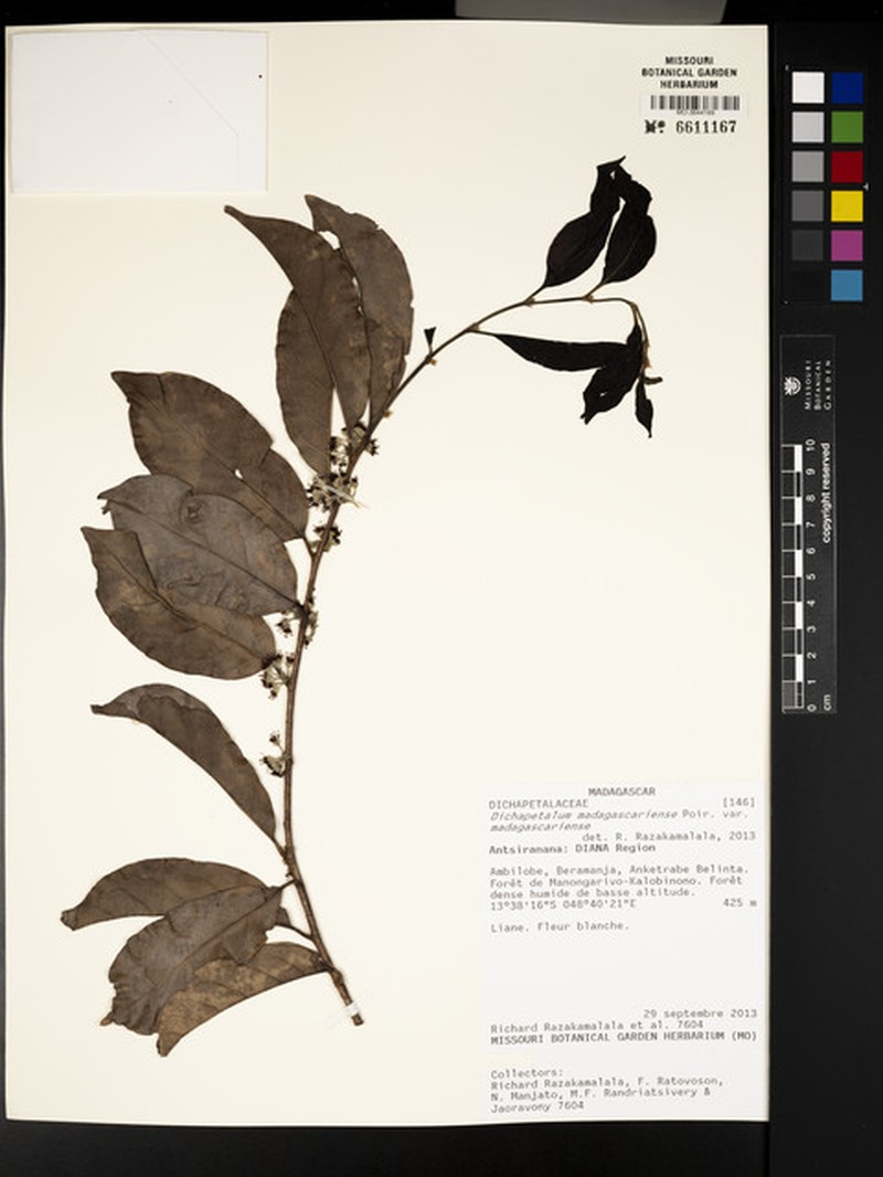 Dichapetalum madagascariense var. madagascariense photo 4