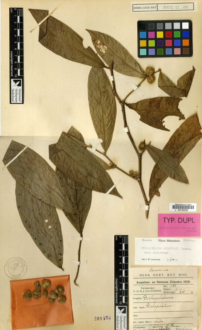 Dichapetalum steenisii subsp. steenisii