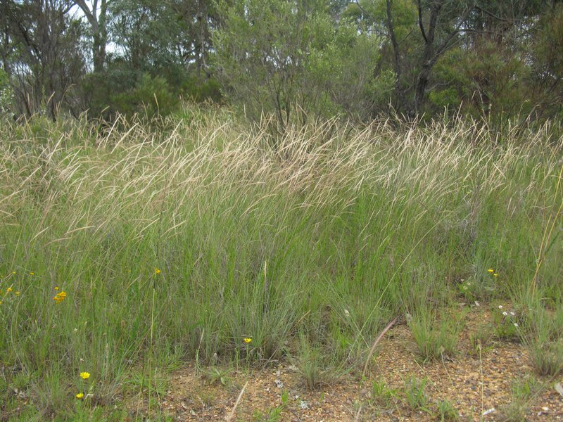 Plumegrass