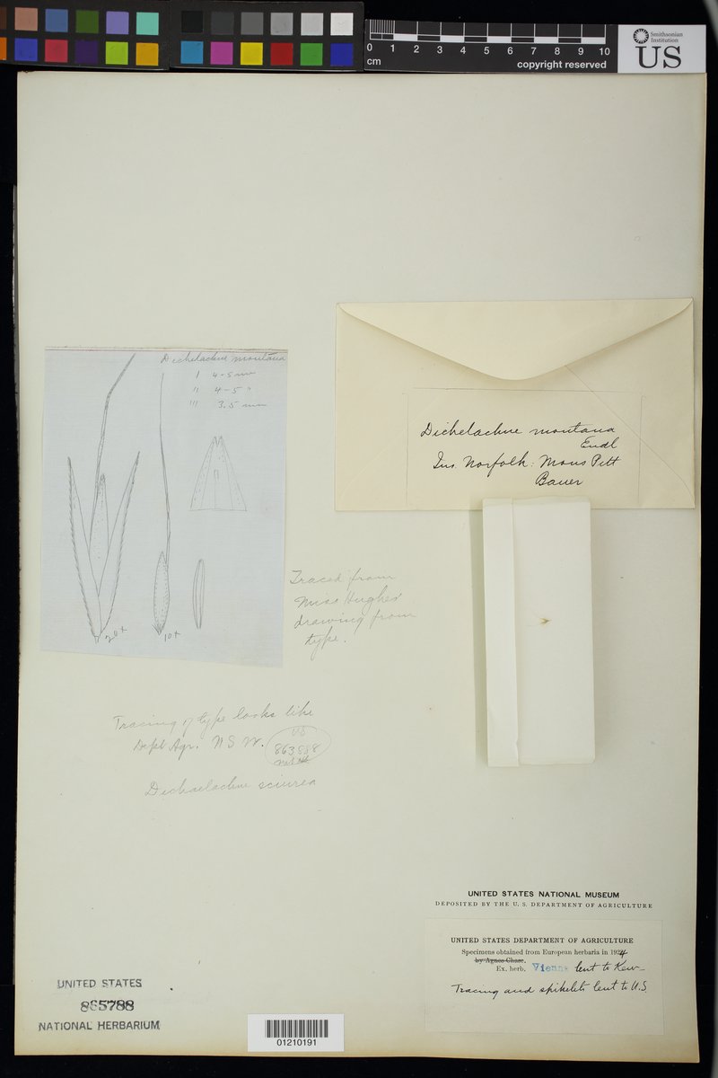 Dichelachne montana