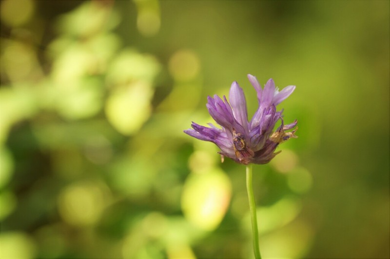 Ookow photo 7