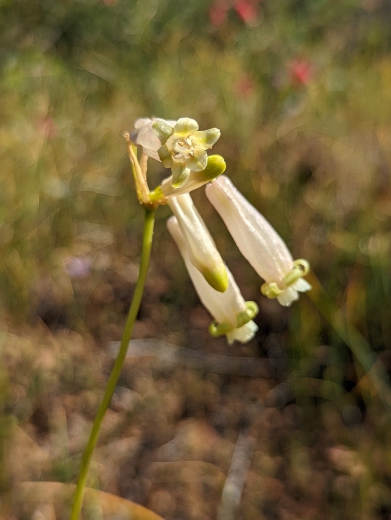 Firecracker Flower