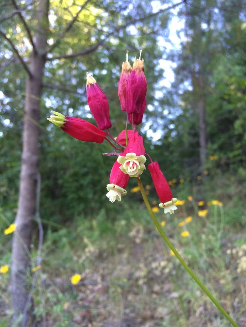 Firecracker Flower photo 2