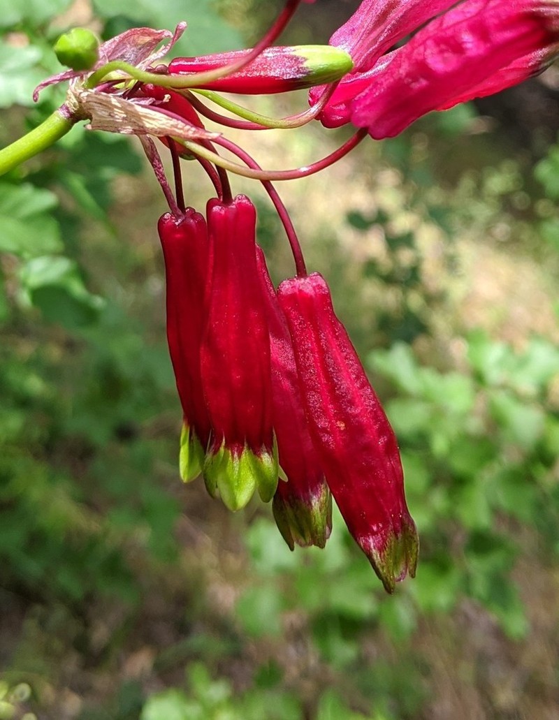 Firecracker Flower photo 3