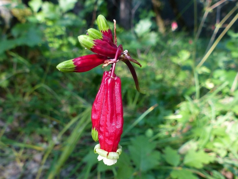 Firecracker Flower photo 4