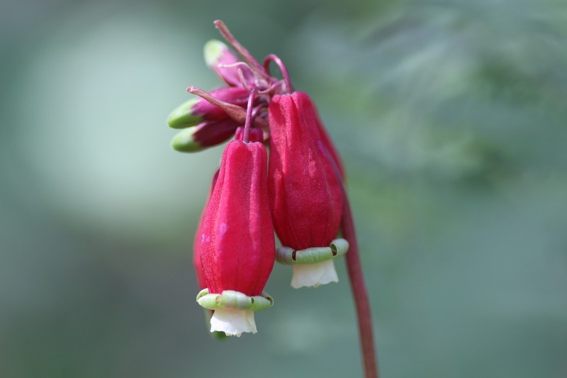 Firecracker Flower photo 5