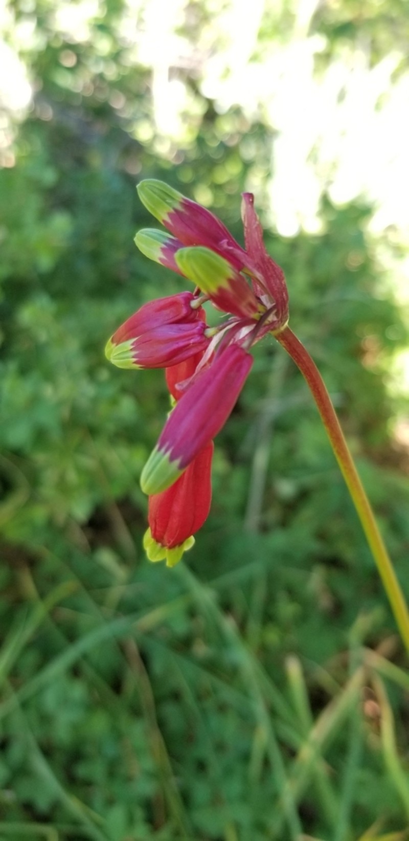 Firecracker Flower photo 6