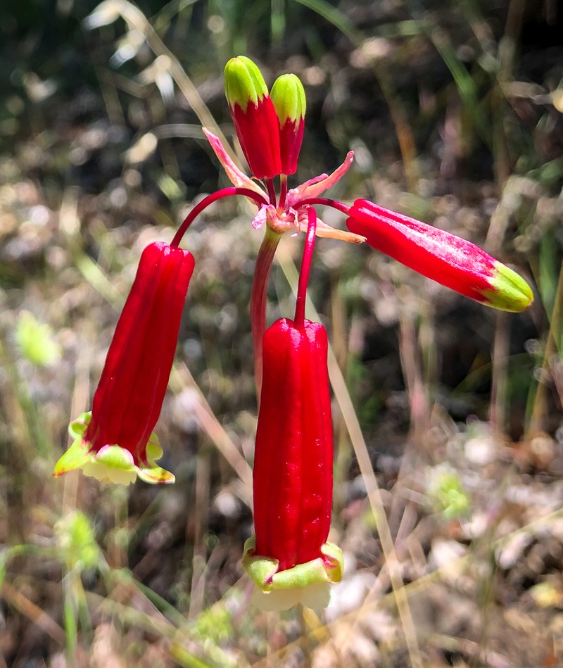 Firecracker Flower photo 7