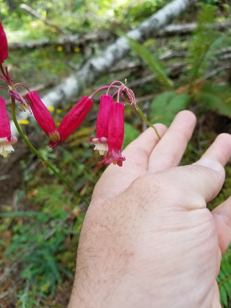 Firecracker Flower photo 8