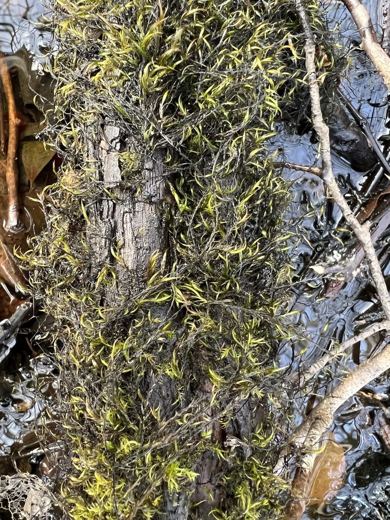Dichelyma Moss photo 2