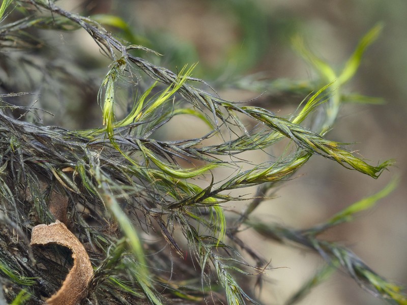 Dichelyma Moss photo 3
