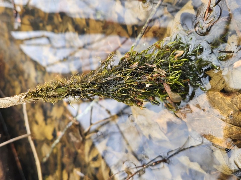 Dichelyma Moss photo 4