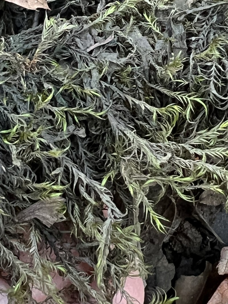 Dichelyma Moss photo 5