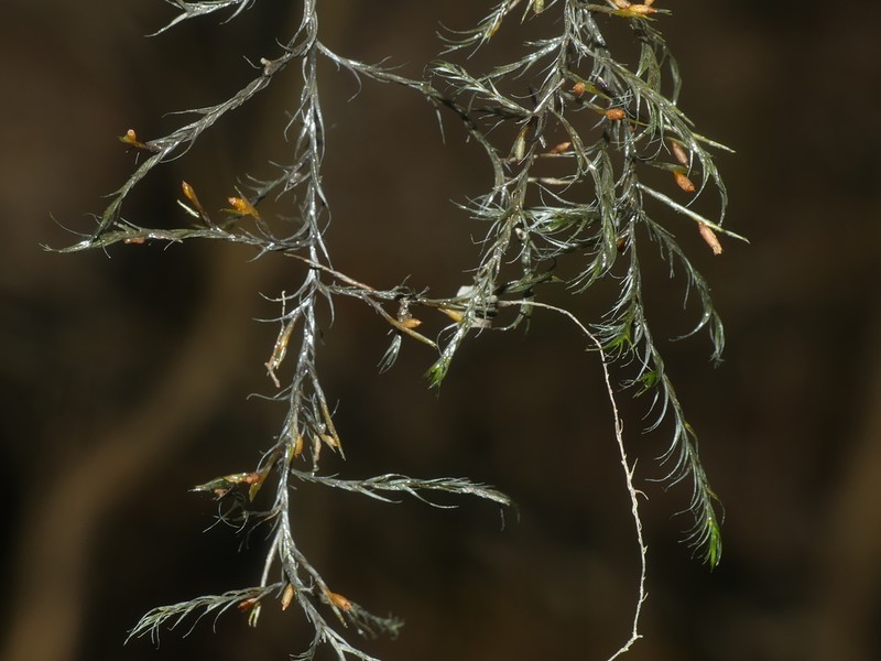 Dichelyma Moss photo 6