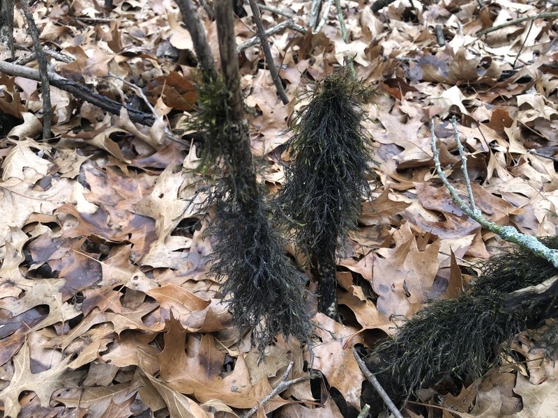 Dichelyma Moss photo 7