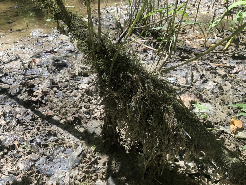 Dichelyma Moss photo 8