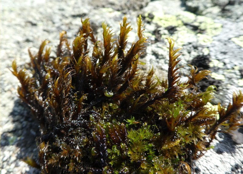 Sickle Dichelyma Moss