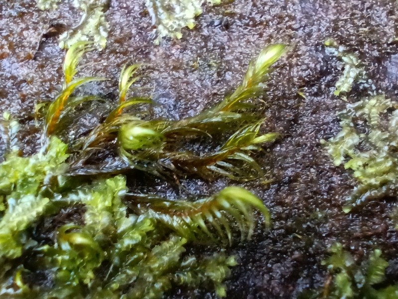 Sickle Dichelyma Moss