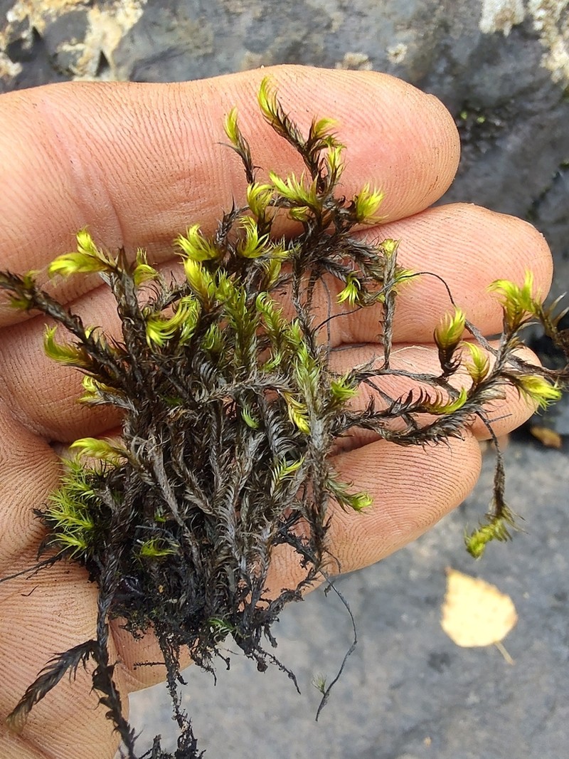 Sickle Dichelyma Moss photo 2