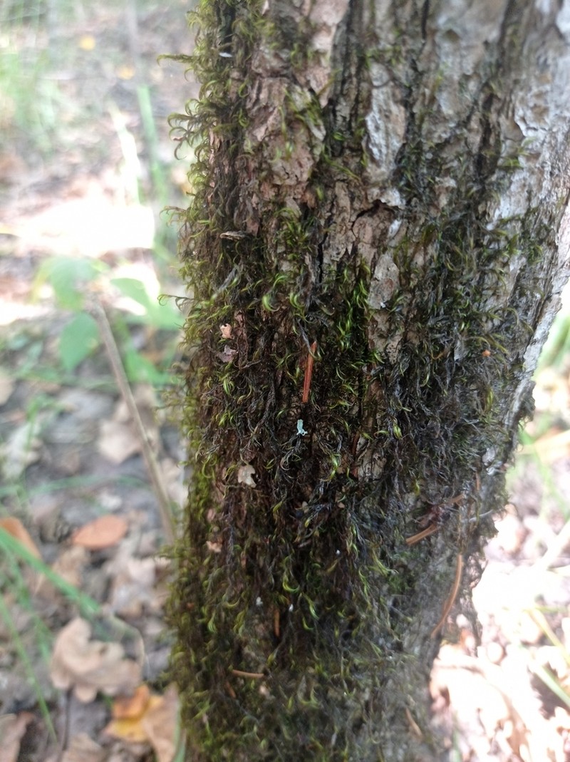Sickle Dichelyma Moss photo 3