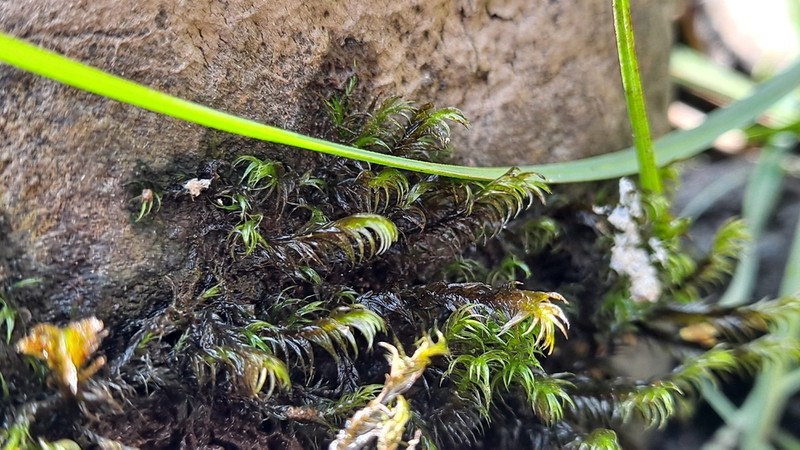 Sickle Dichelyma Moss photo 4