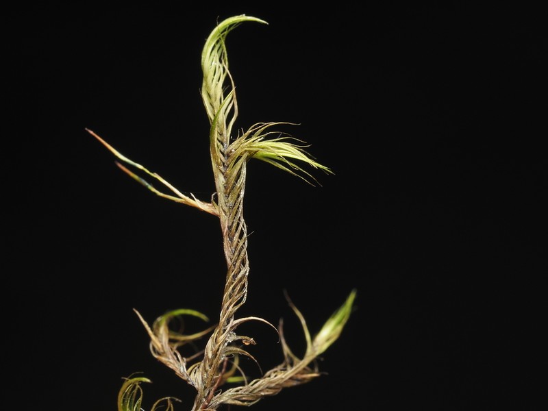 Sickle Dichelyma Moss photo 5