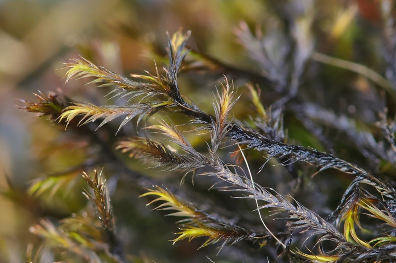 Sickle Dichelyma Moss photo 6