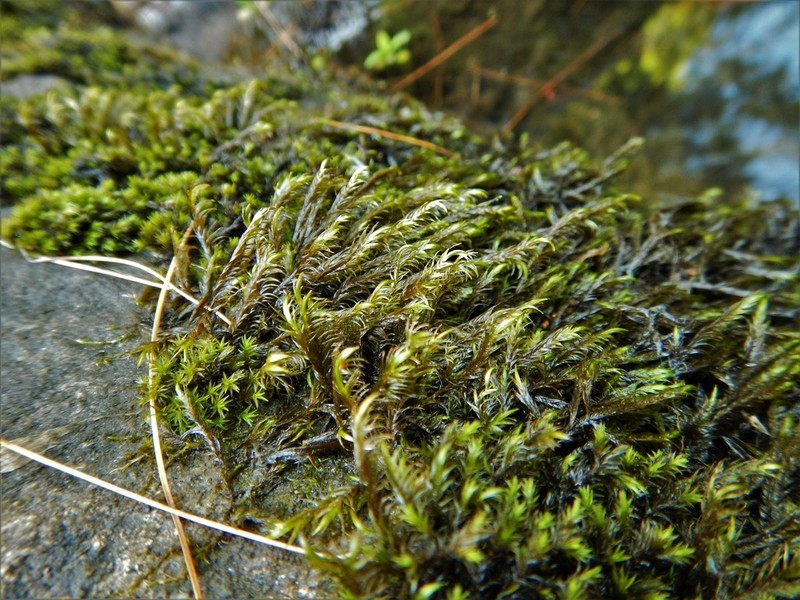 Sickle Dichelyma Moss photo 7
