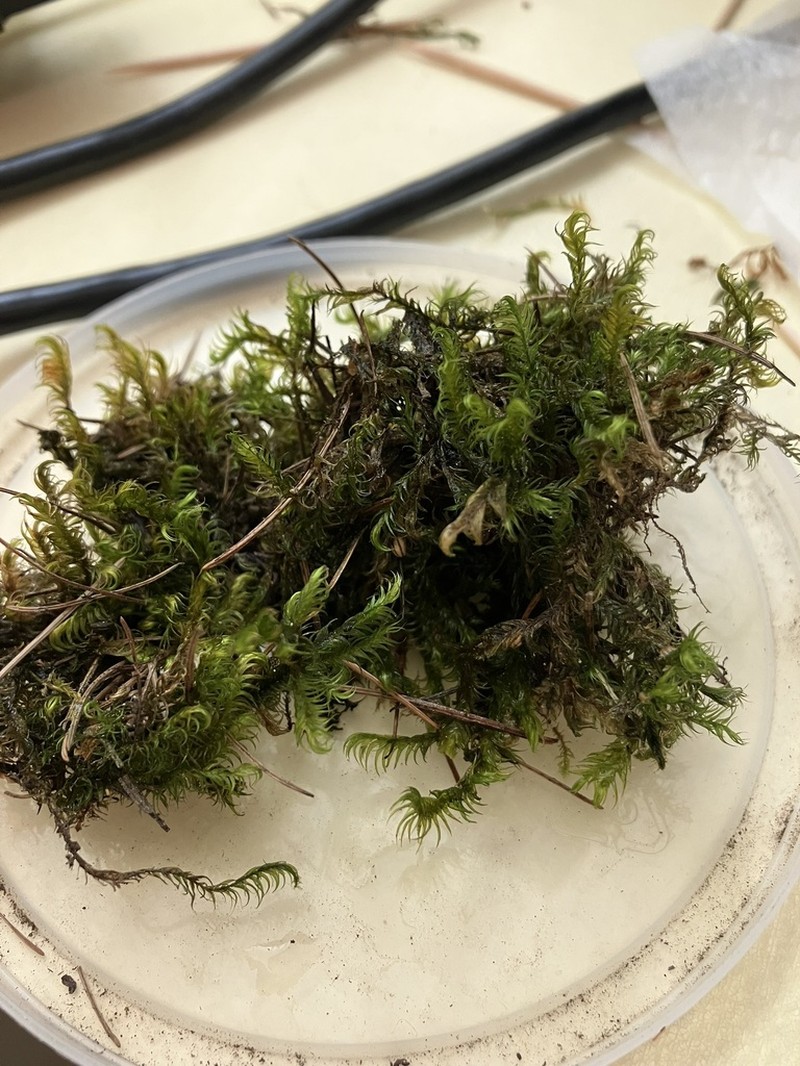 Sickle Dichelyma Moss photo 8