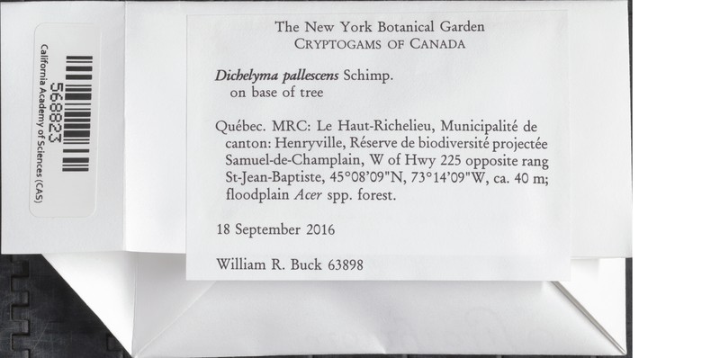 Dichelyma Moss