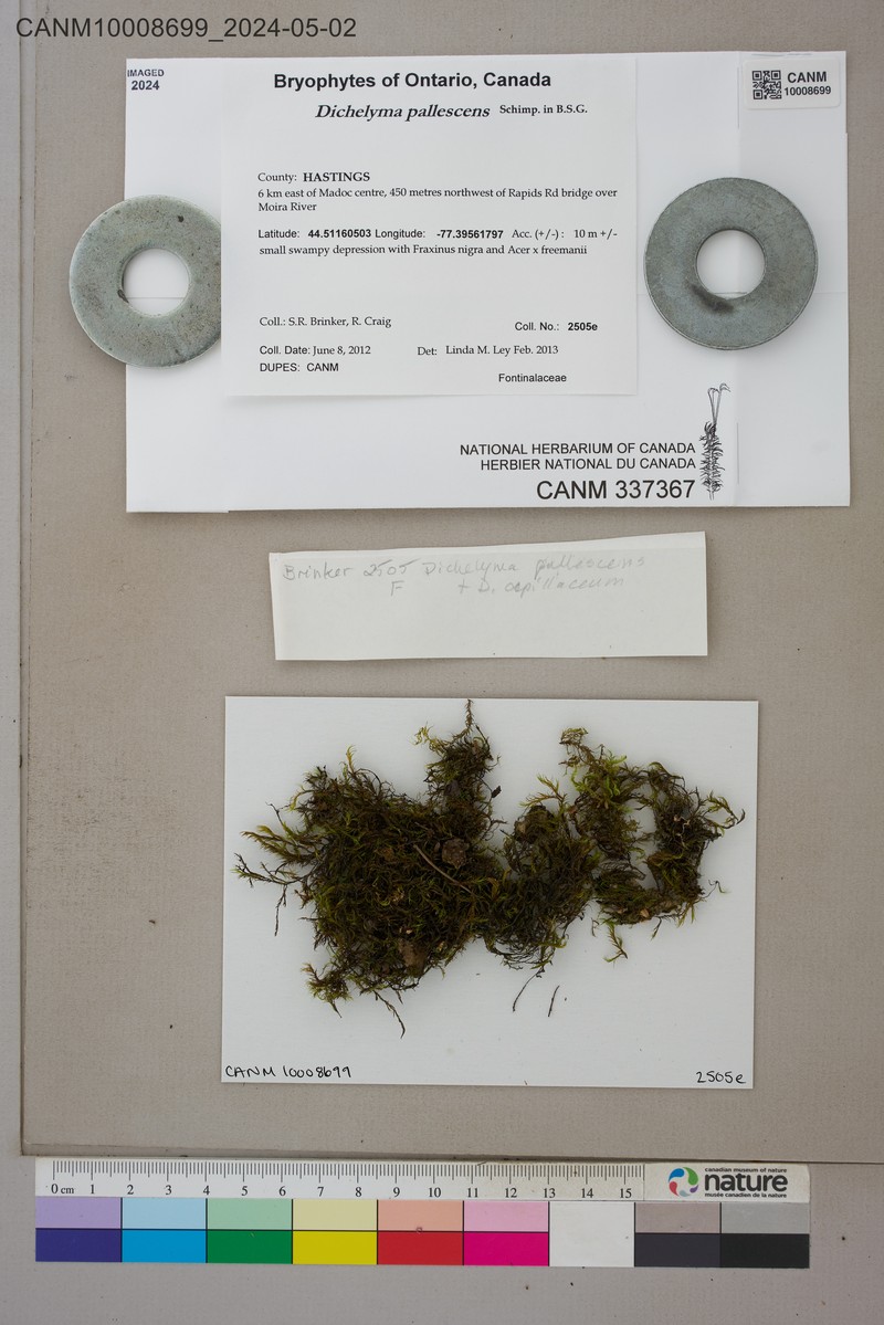 Dichelyma Moss photo 2