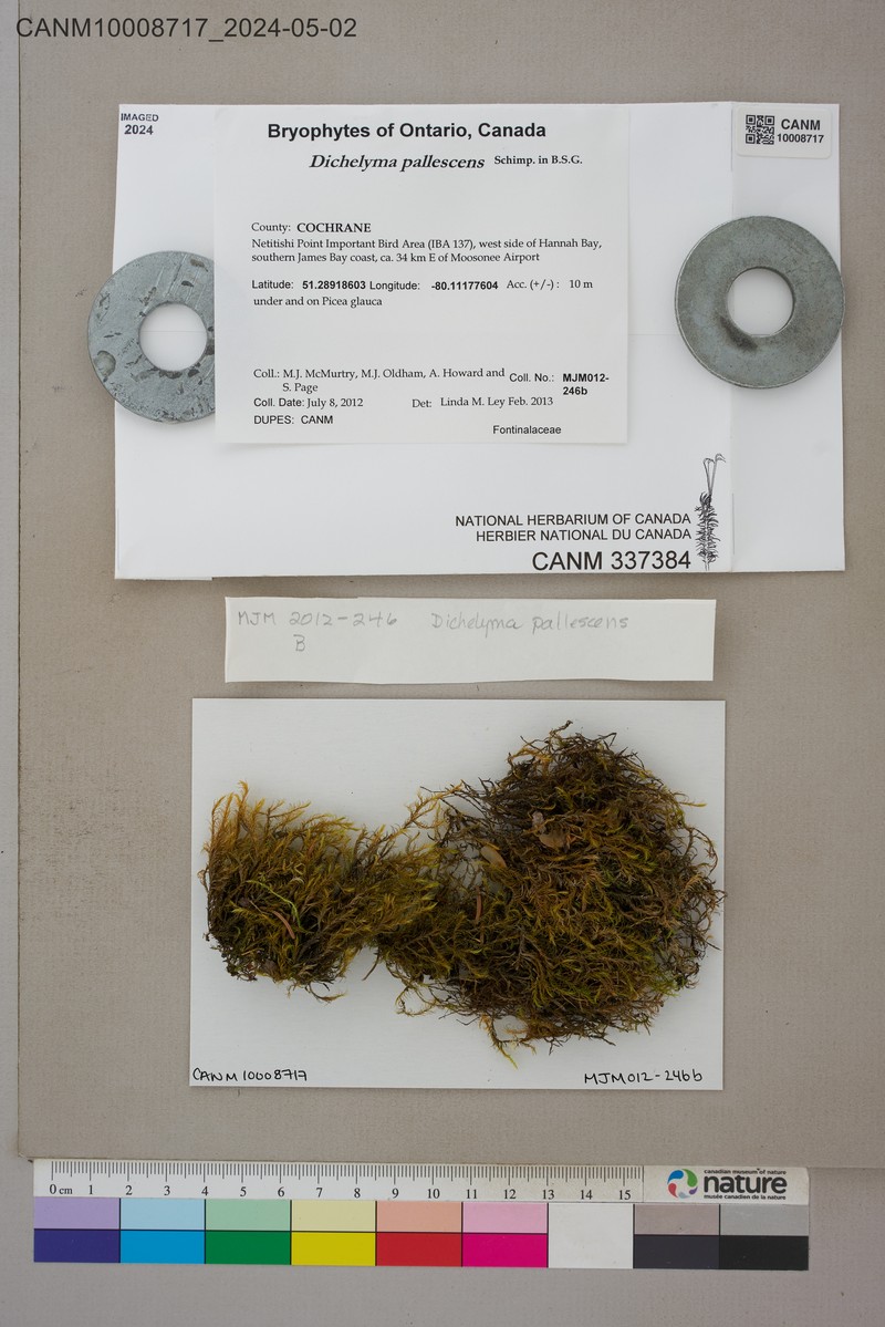 Dichelyma Moss photo 3
