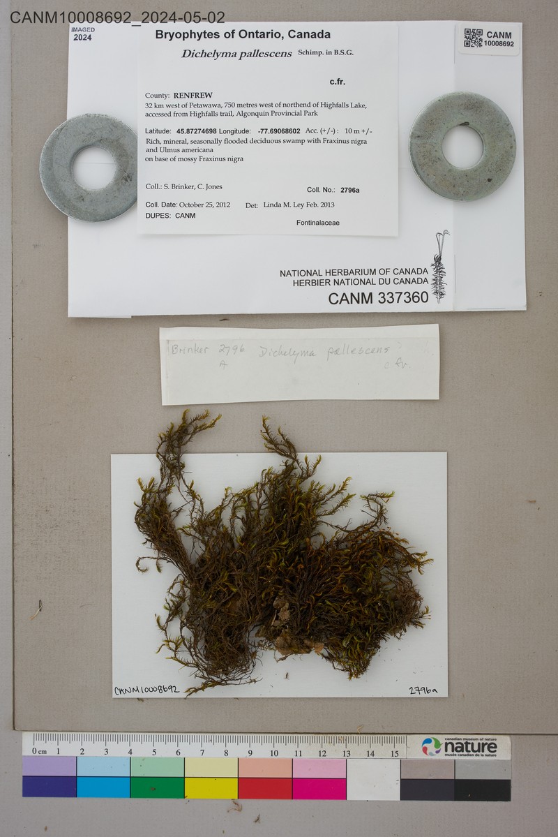 Dichelyma Moss photo 4