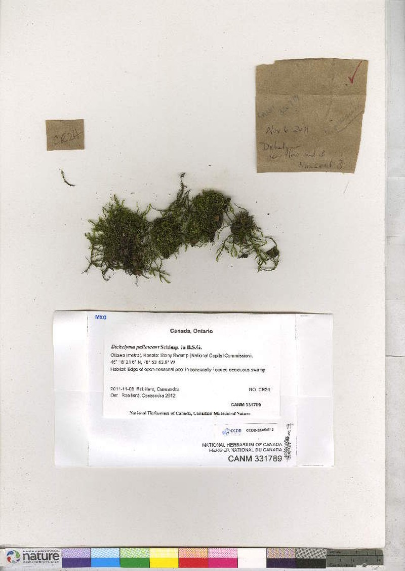 Dichelyma Moss photo 5