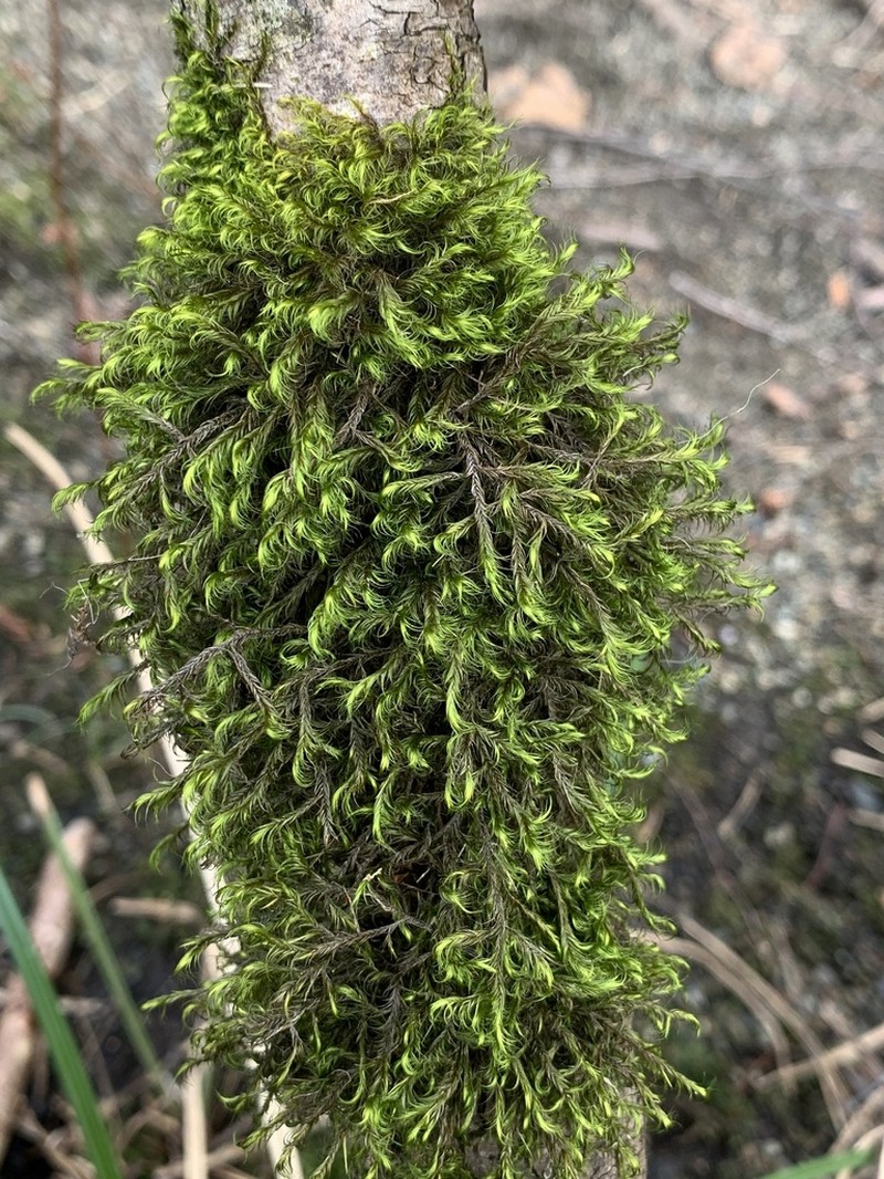 Dichelyma Moss