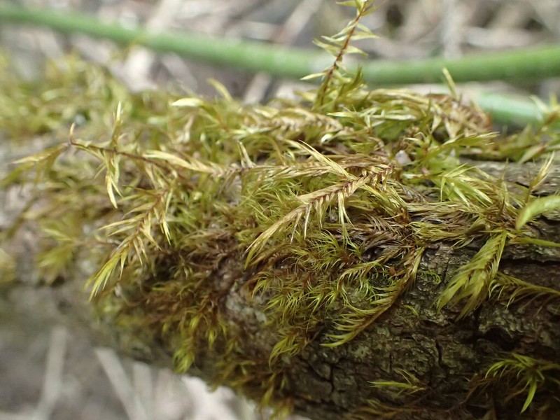 Dichelyma Moss photo 2
