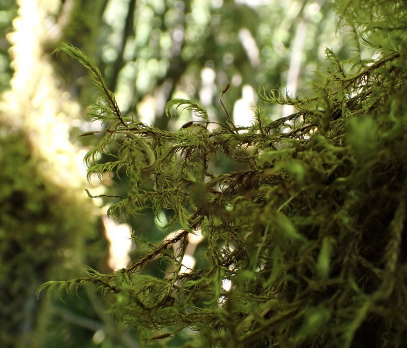 Dichelyma Moss photo 3