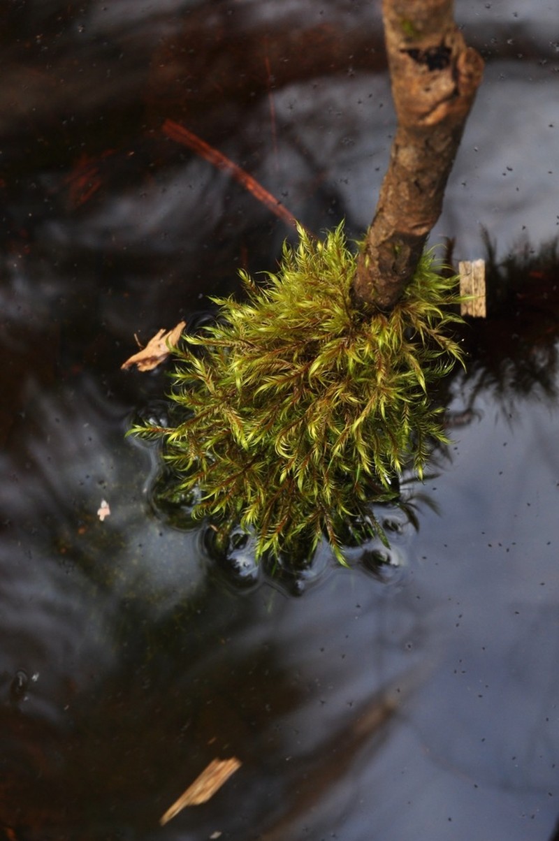 Dichelyma Moss photo 4