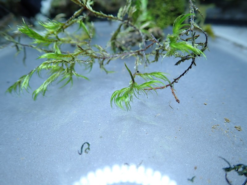 Dichelyma Moss photo 5