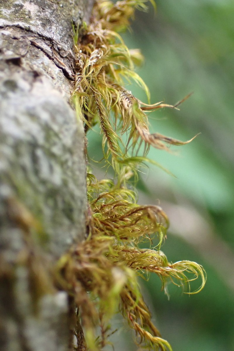 Dichelyma Moss photo 6