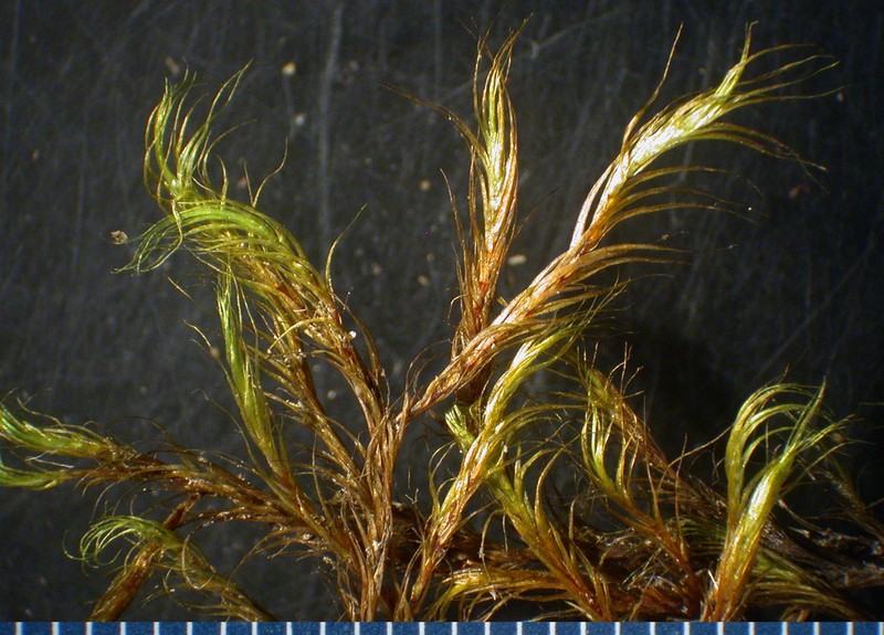 Dichelyma Moss photo 7