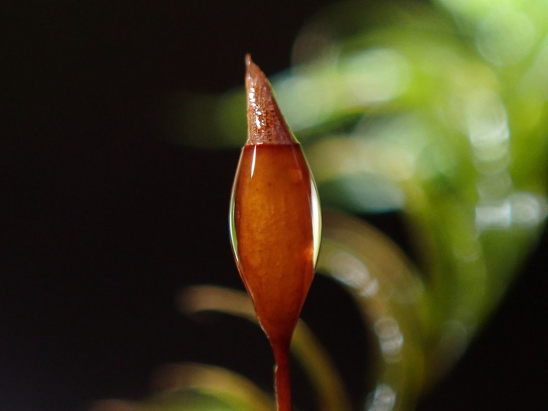 Dichelyma Moss photo 8