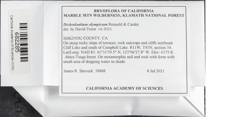 Olympic Dichodontium Moss photo 2
