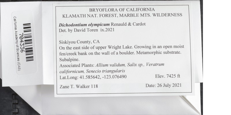 Olympic Dichodontium Moss photo 3