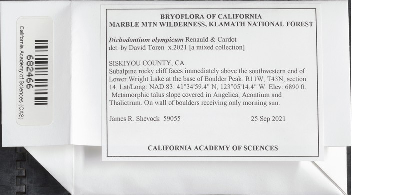 Olympic Dichodontium Moss photo 4