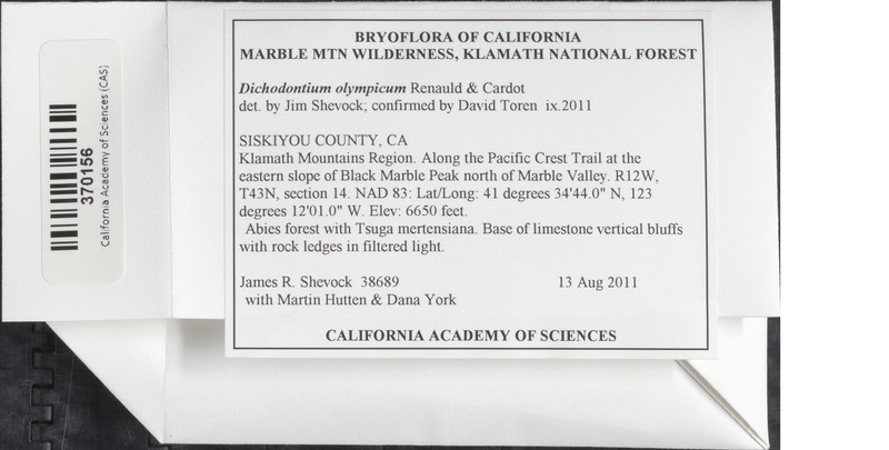 Olympic Dichodontium Moss photo 7