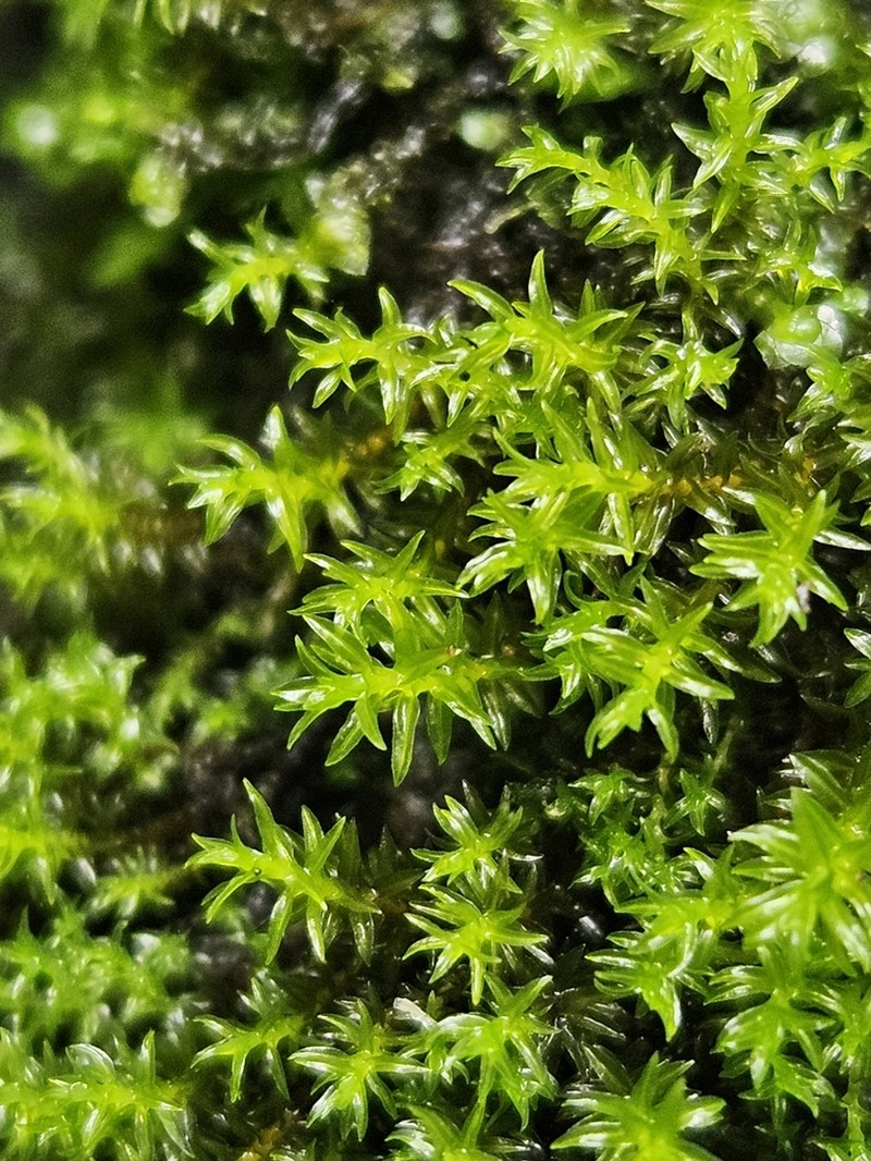 Dichodontium Moss