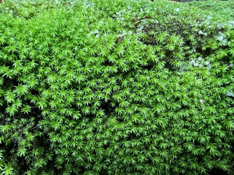 Dichodontium Moss photo 2