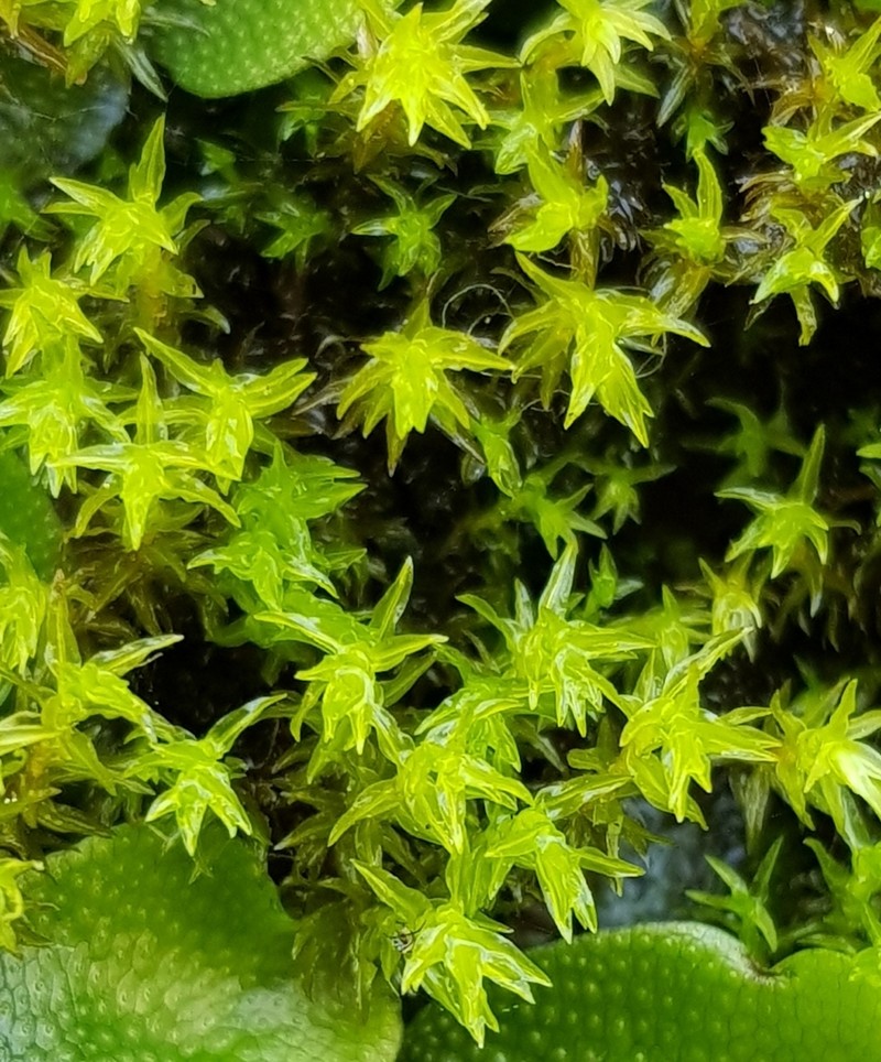 Dichodontium Moss photo 3