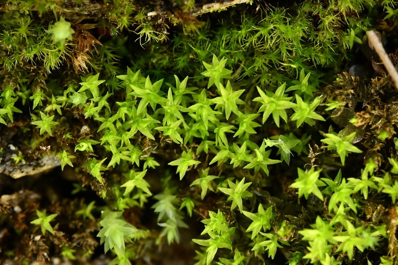 Dichodontium Moss photo 4